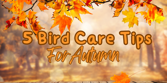 🍂 5 Easy Ways to Keep Your Bird Happy & Healthy This Autumn 🍂