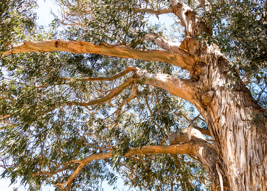 6 Most Common Australian Natives that are Bird Safe