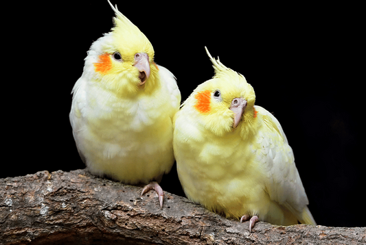 7 Reasons Why Cockatiels Hiss and What to do