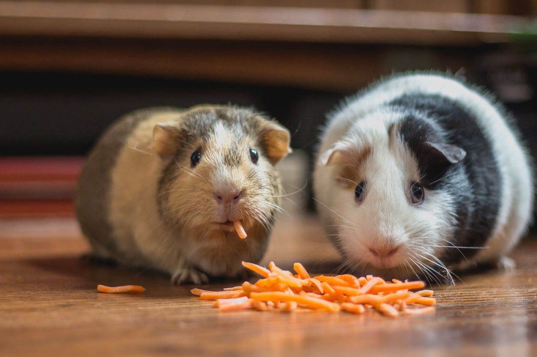 guinea-pig-safe-food-list-pixie-paws-pets