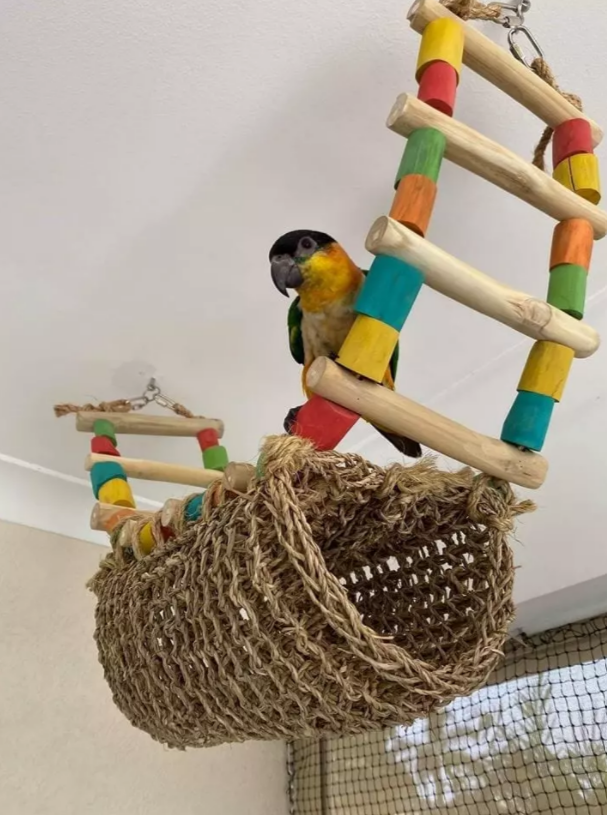 Giant Parrot Ladder